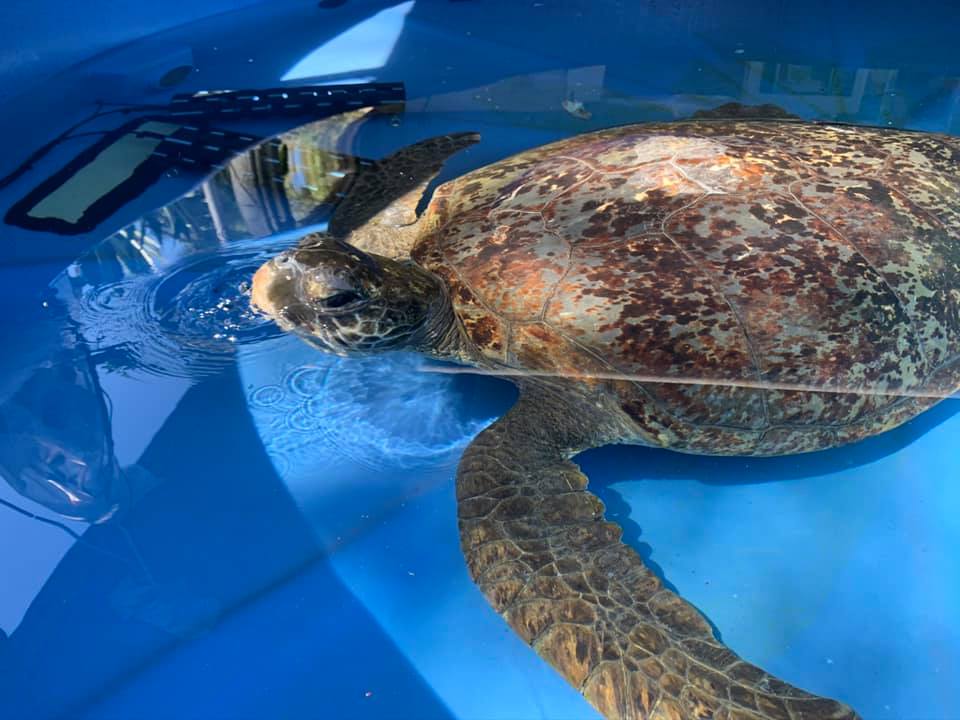 Quoin Island Turtle Rehab Centre Quoin Island Turtle Rehab Centre